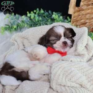 Gus (Mini), Shih Tzu Puppy
